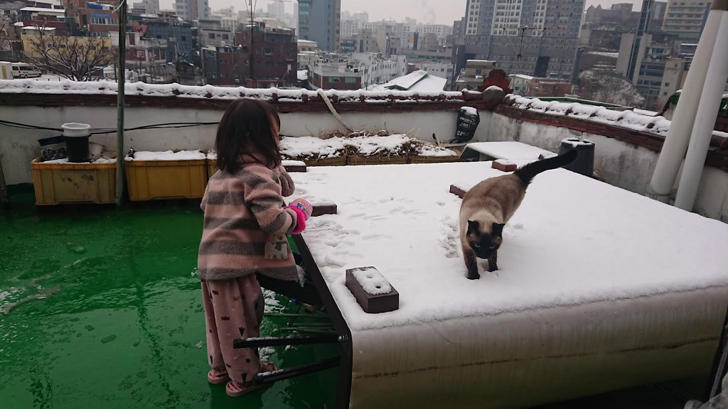 雪頂屋頂上小孩與貓的照片